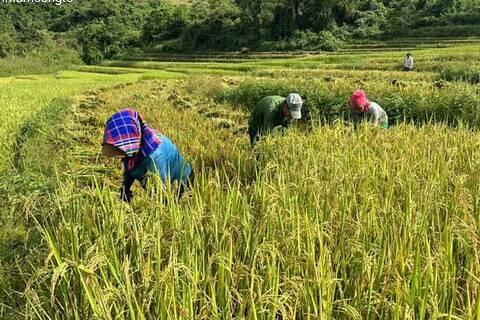 Nông dân xã Mường Tè đẩy nhanh thu hoạch lúa mùa, gieo trồng cây vụ đông