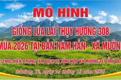 LÃNH ĐẠO ĐẢNG UỶ,HĐND,UBND XÃ THĂM, KIỂM TRA MÔ HÌNH GIỐNG LÚA LAI THUỴ HƯƠNG 308 TẠI BẢN NẬM HẢN